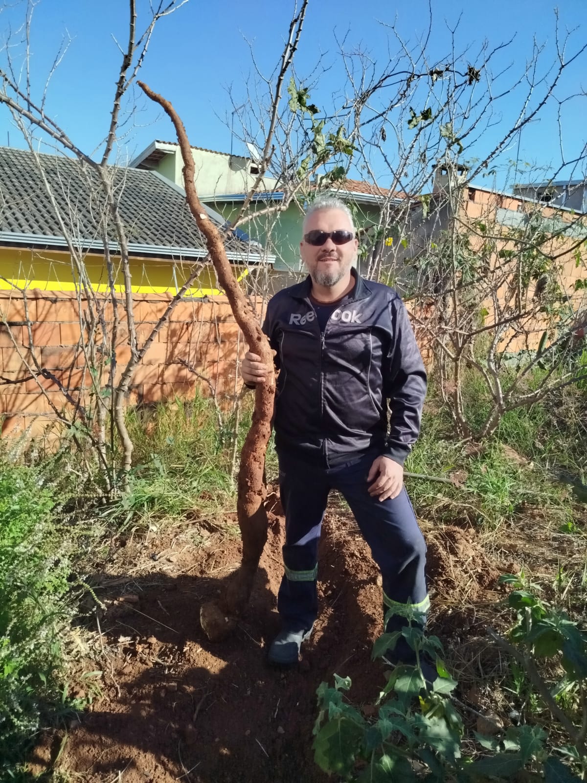  Morador do Terra Brasilis colhe a maior mandioca de Itupeva